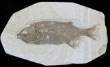 Very Rare Predatory Fish Eohiodon (Mooneye) - #33210-1